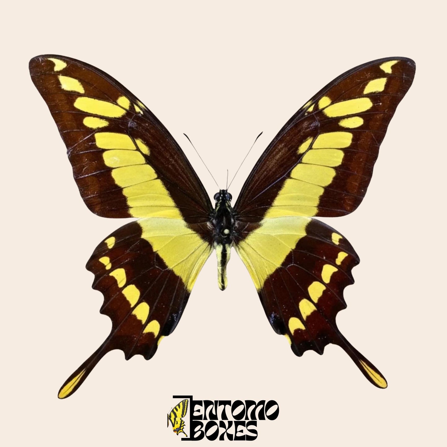 Papilio thoas pinned male butterfly