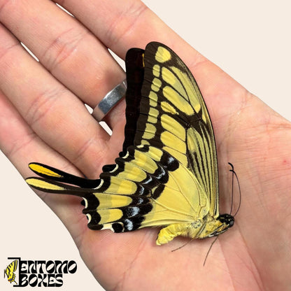 Papilio thoas male butterfly