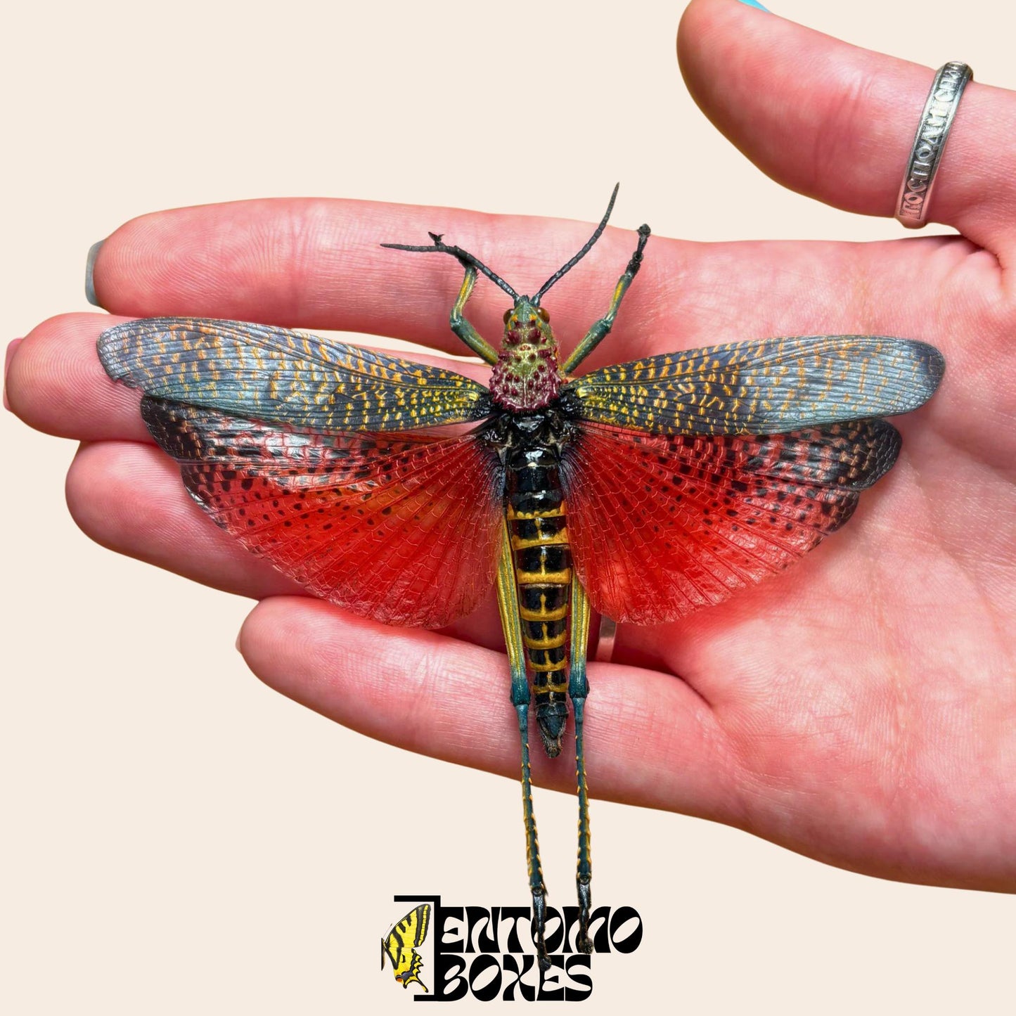 Grasshopper Phymateus saxosus