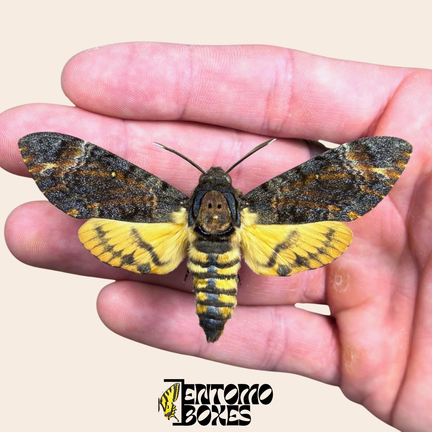 acherontia lachesis gespannt Männchen hawkmoth