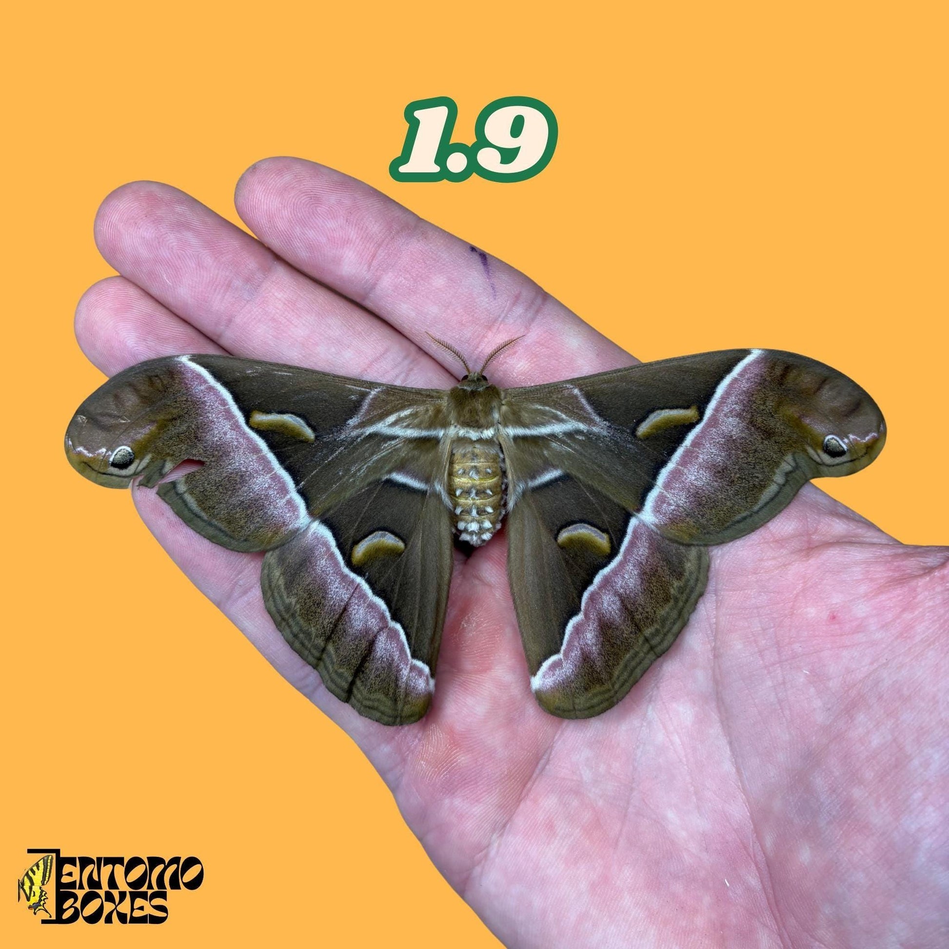 samia luzonica moth specimen on hand