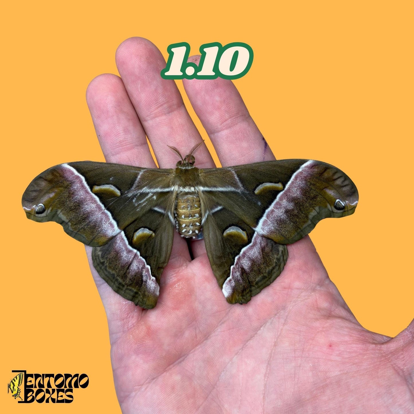 samia luzonica moth specimen on hand