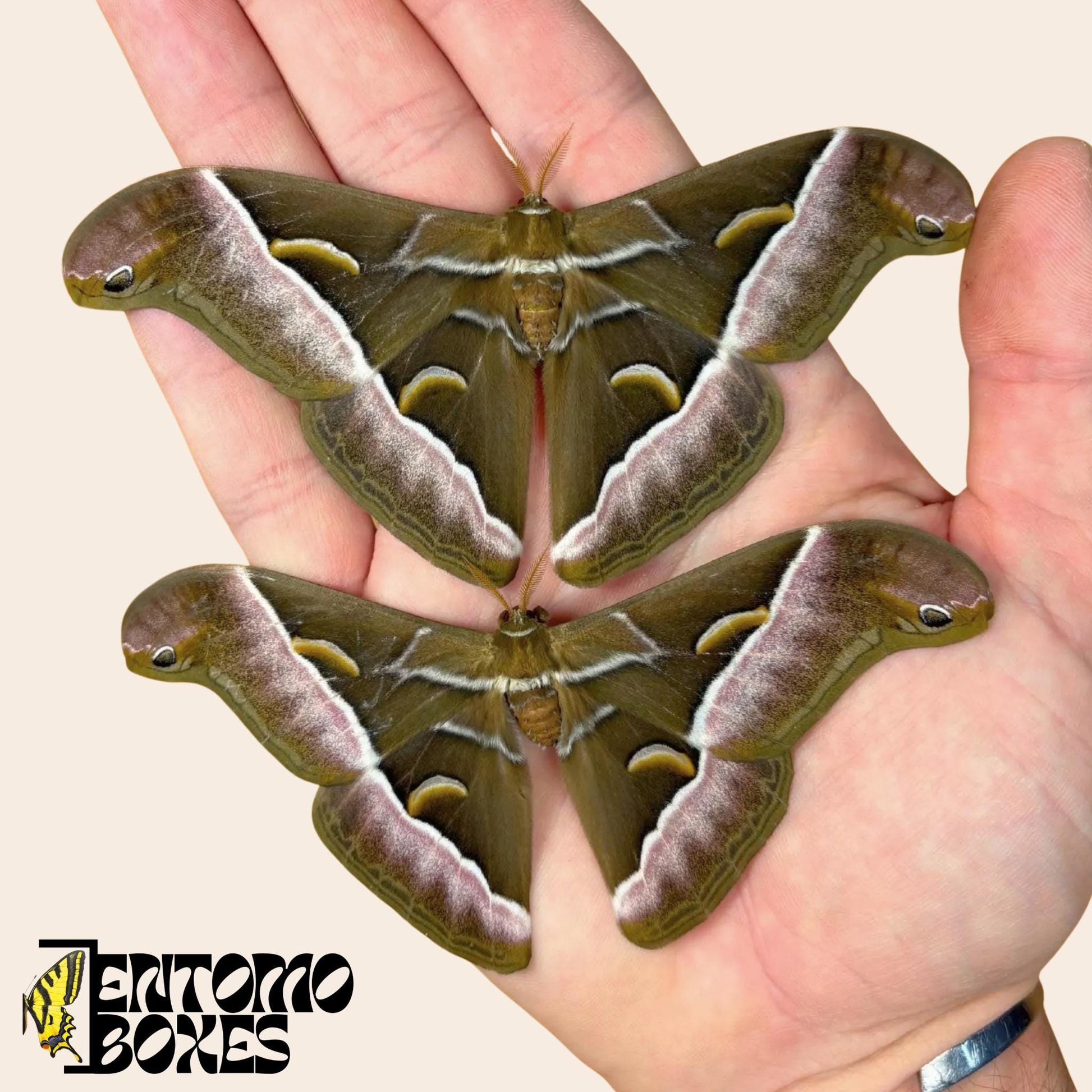 samia luzonica moth specimen on hand