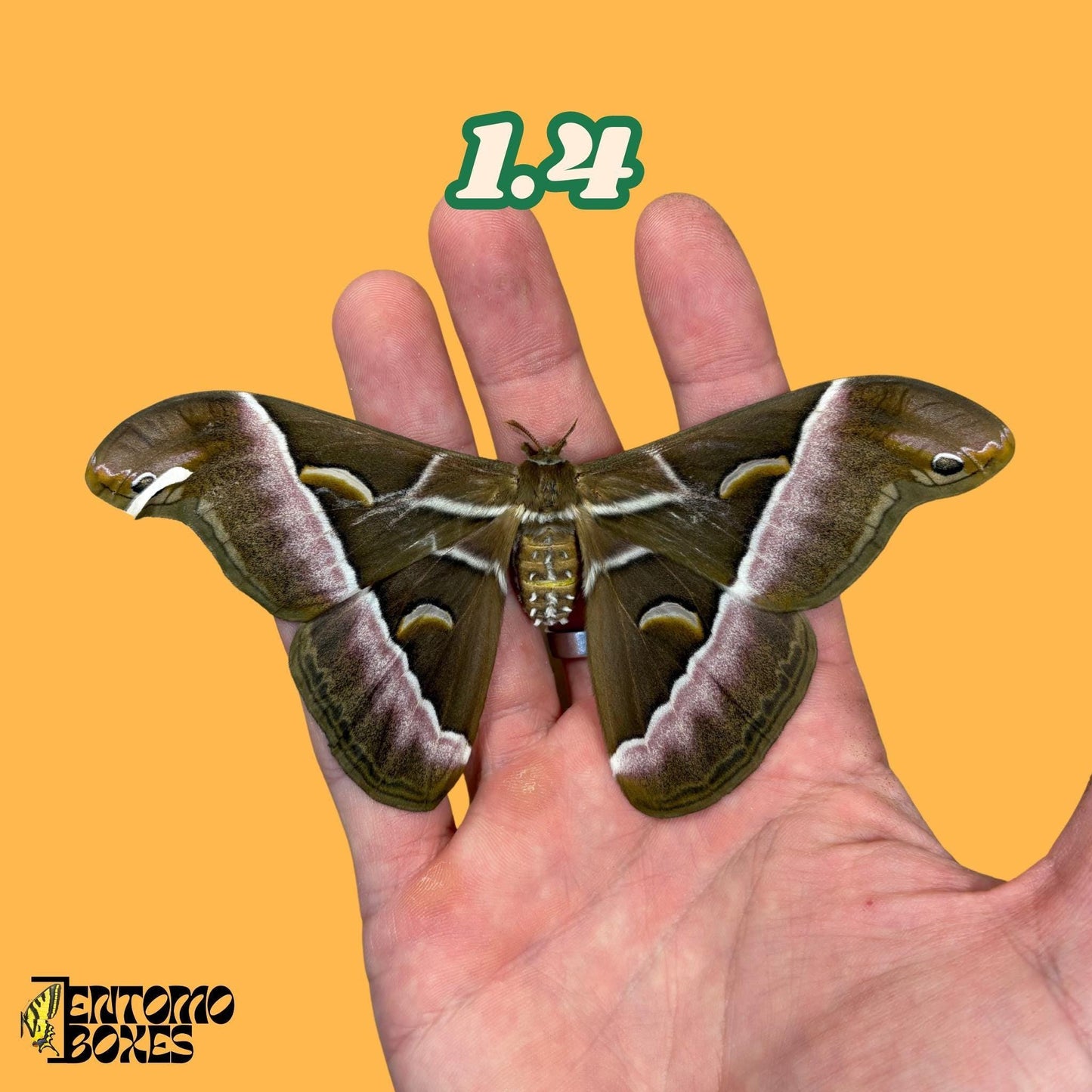 samia luzonica moth specimen on hand