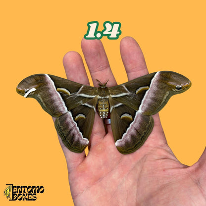 samia luzonica moth specimen on hand