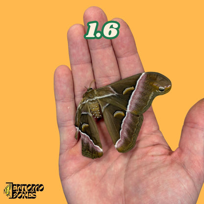 samia luzonica moth specimen on hand