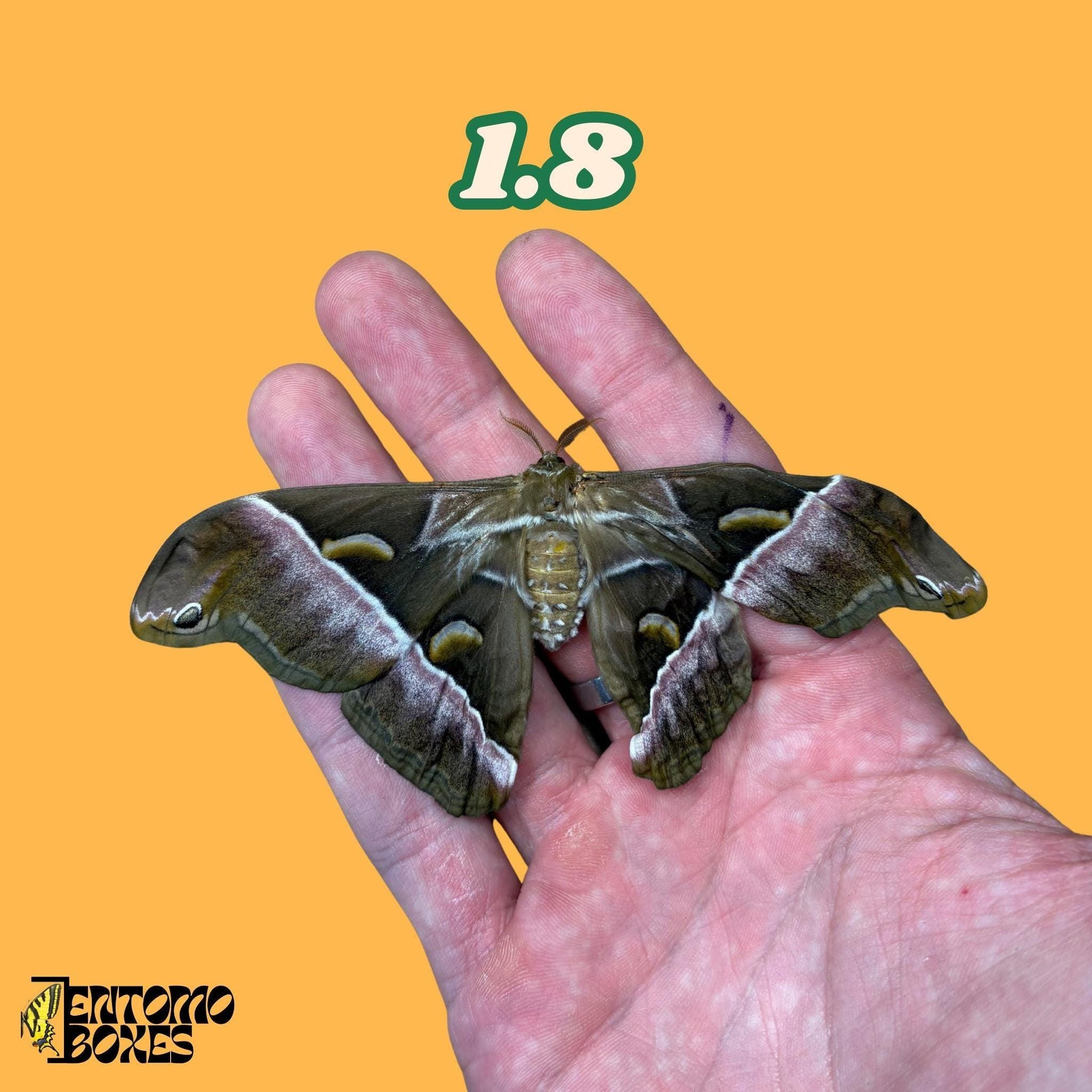 samia luzonica moth specimen on hand