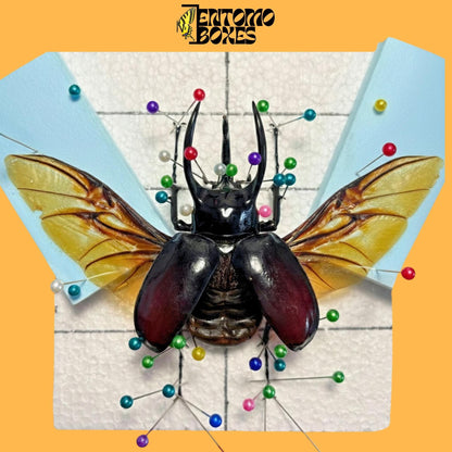 chalcosoma atlas beetle with opened wings on pinning board