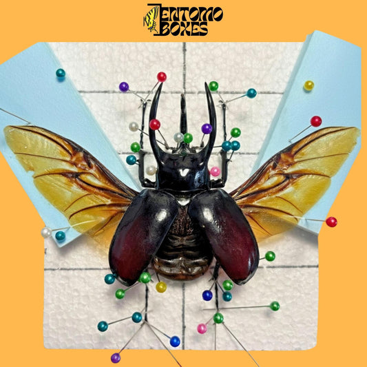chalcosoma atlas beetle with opened wings on pinning board