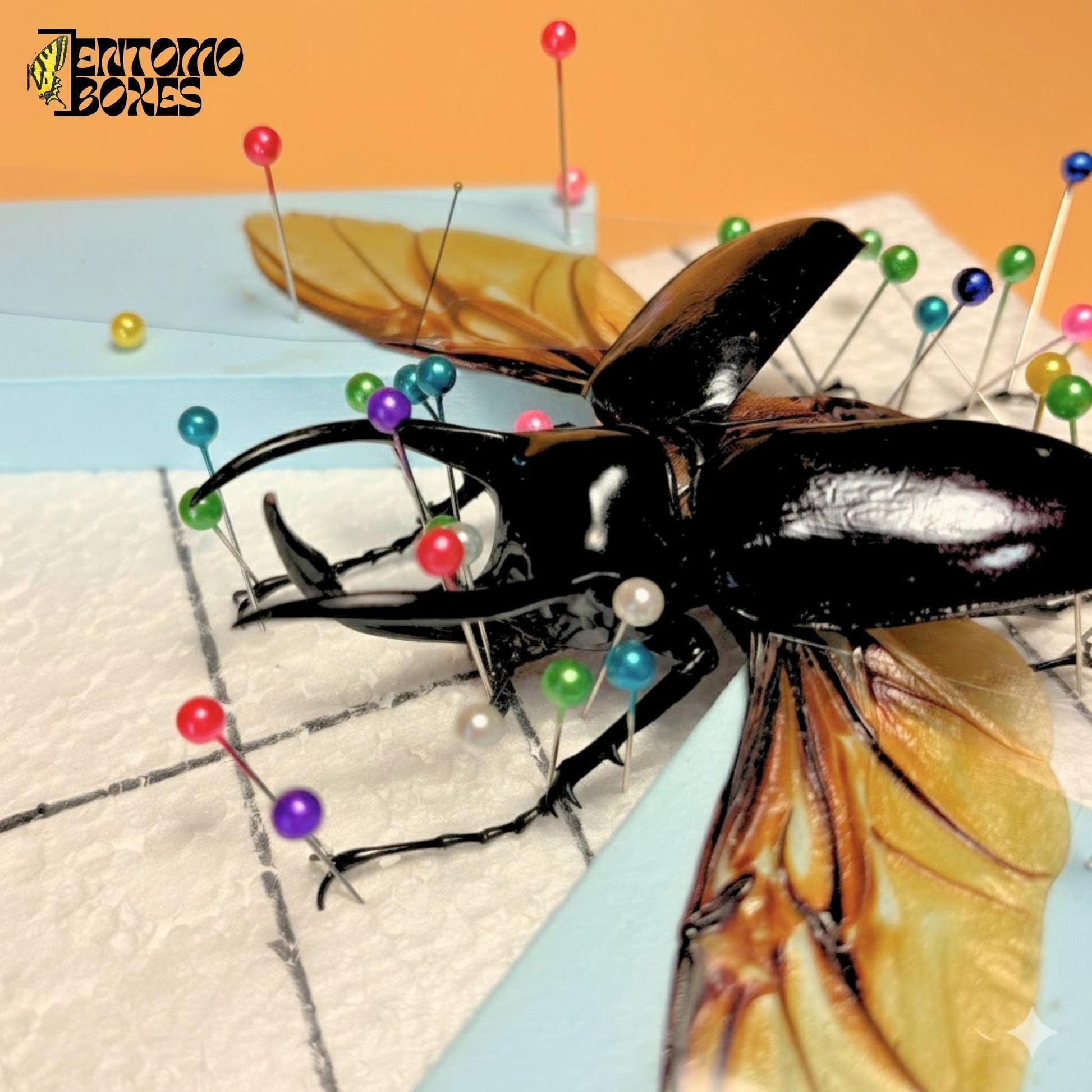 chalcosoma atlas beetle with opened wings on pinning board