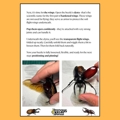 beetle mounting guide