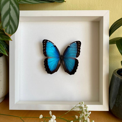 blue morpho butterfly in white frame