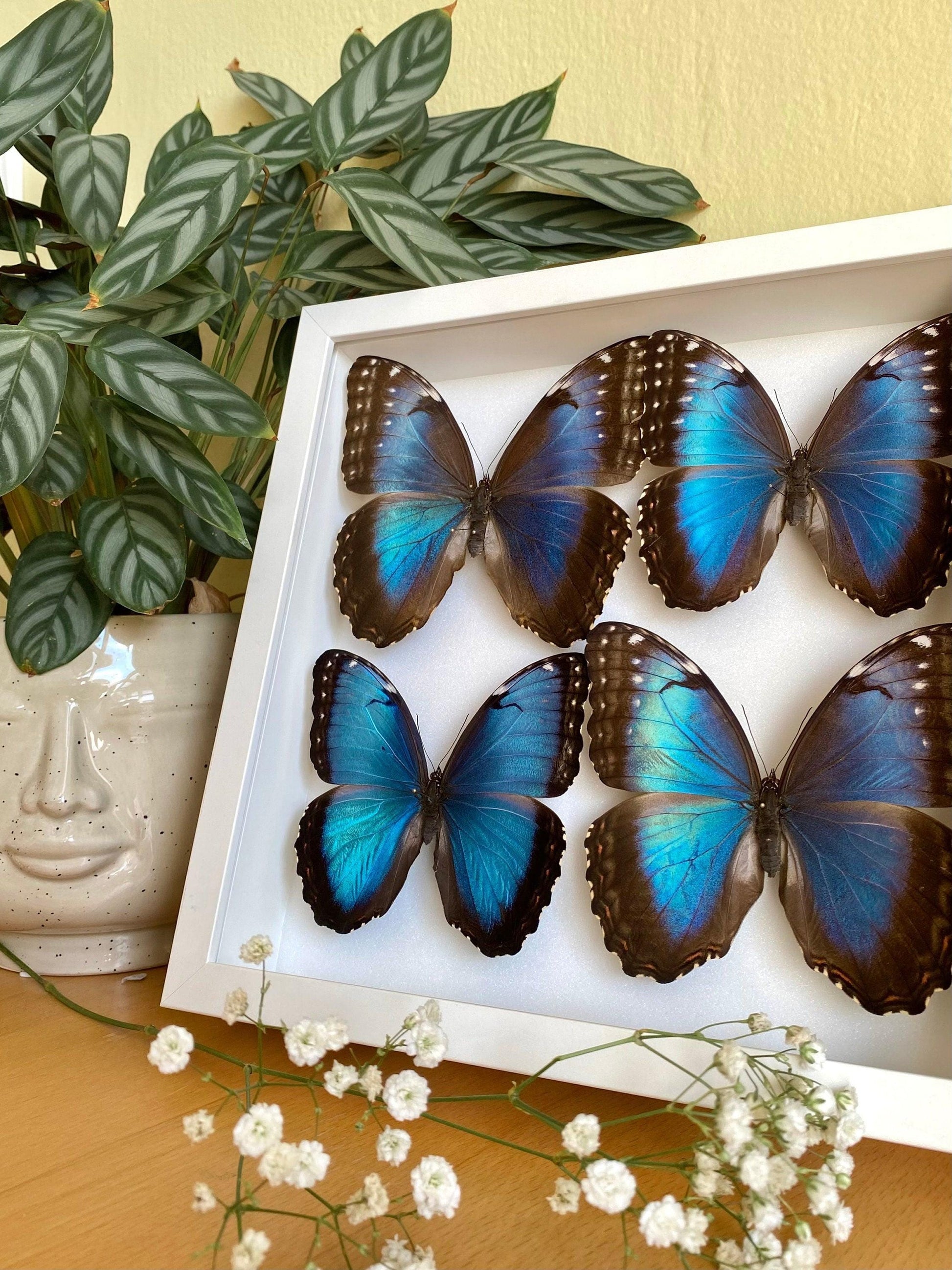 four blue morpho butterflies in white frame