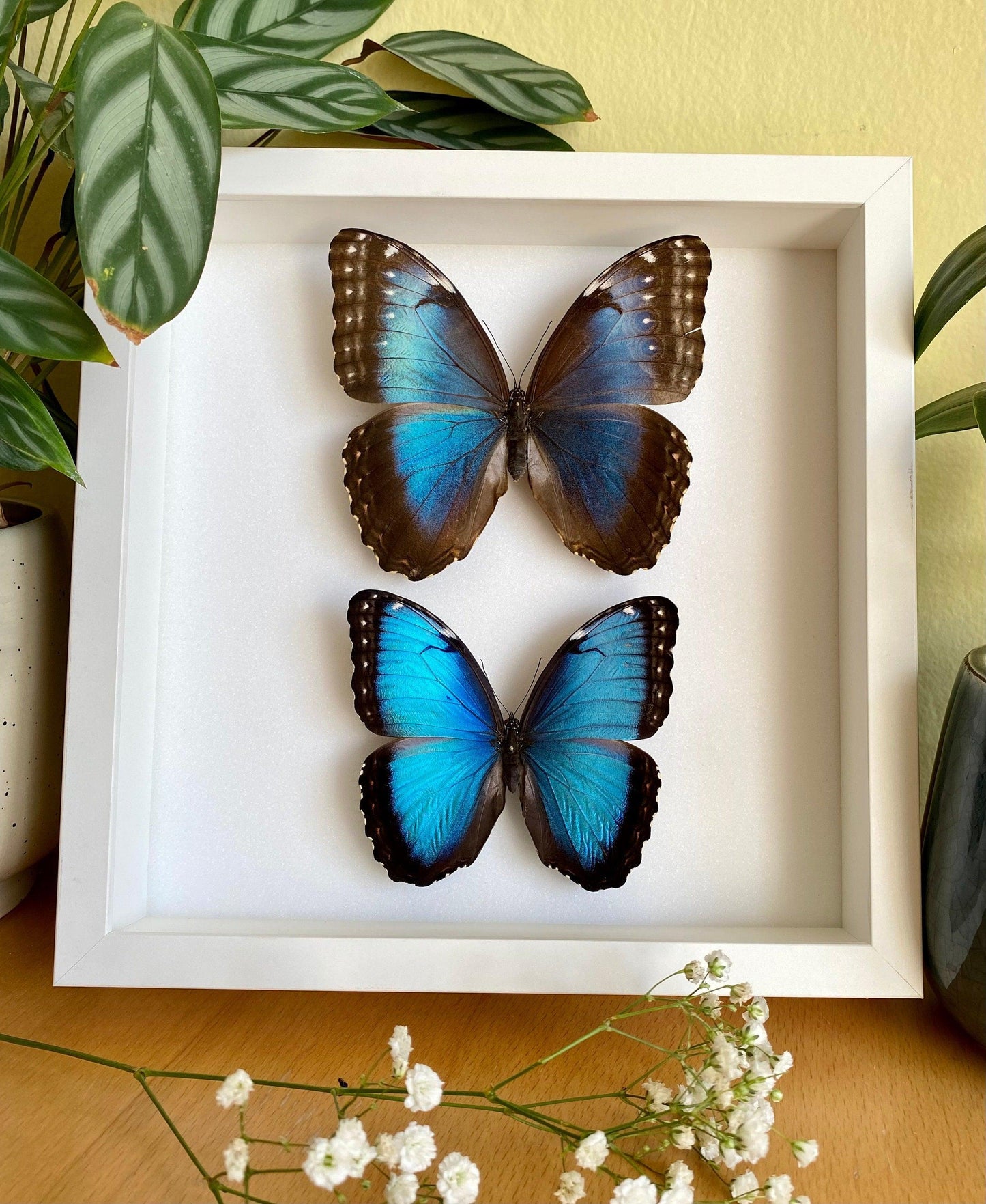 pair of blue morpho butterflies in white frame