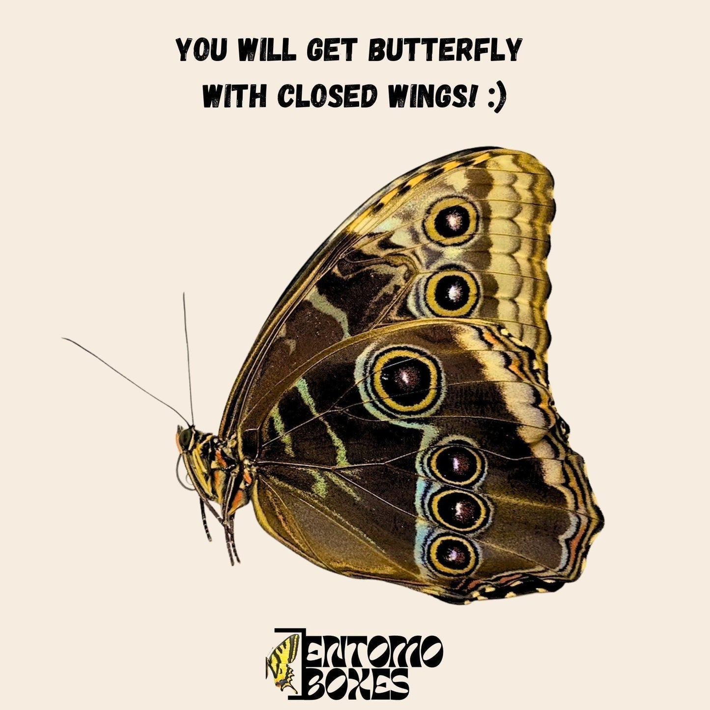 morpho helenor male papered specimen