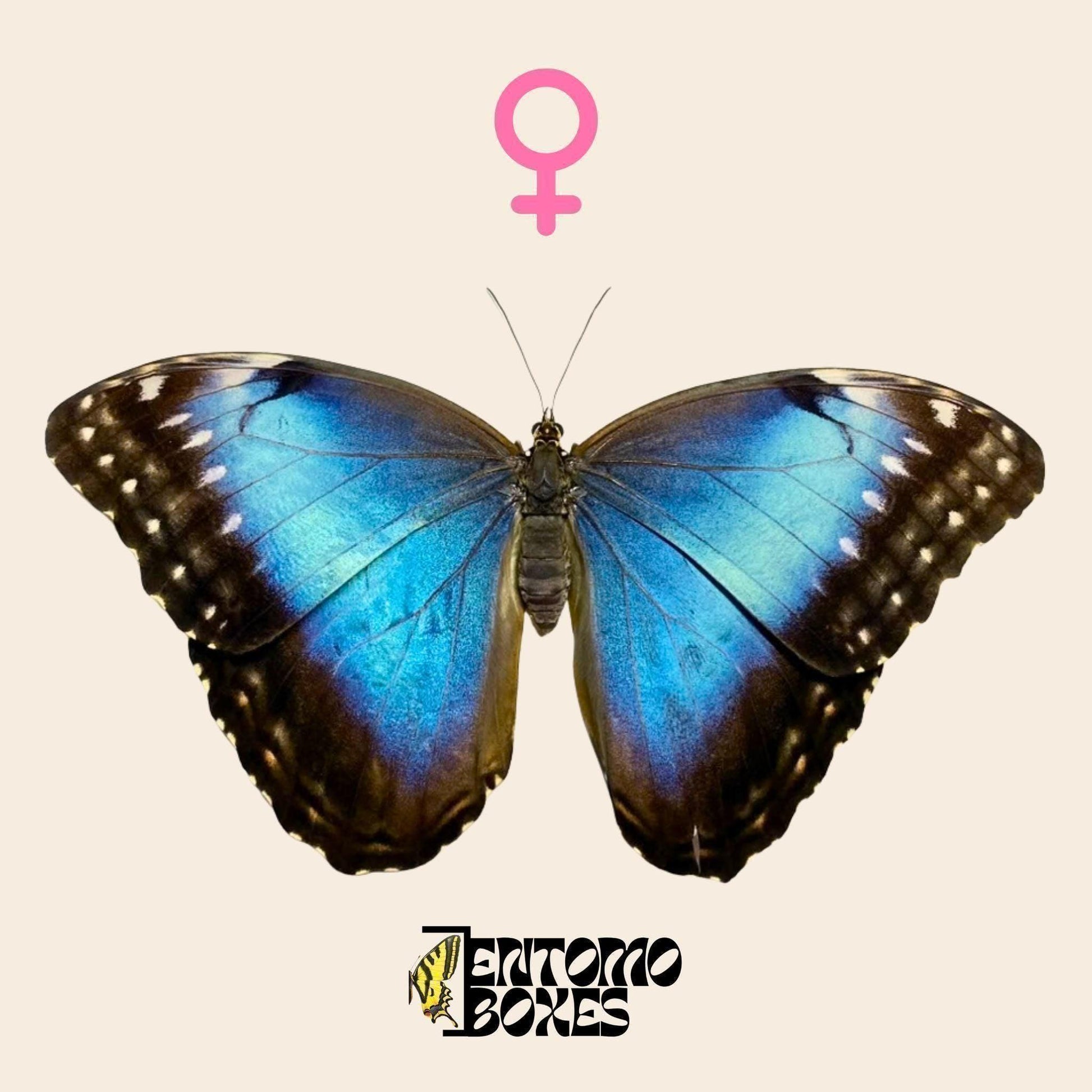 morpho helenor blue butterfly female