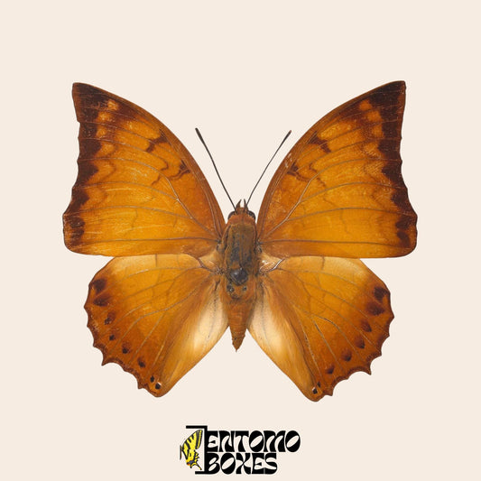 echter Charaxes distanti tropisch Schmetterling Exemplar Taxidermie Entomologie