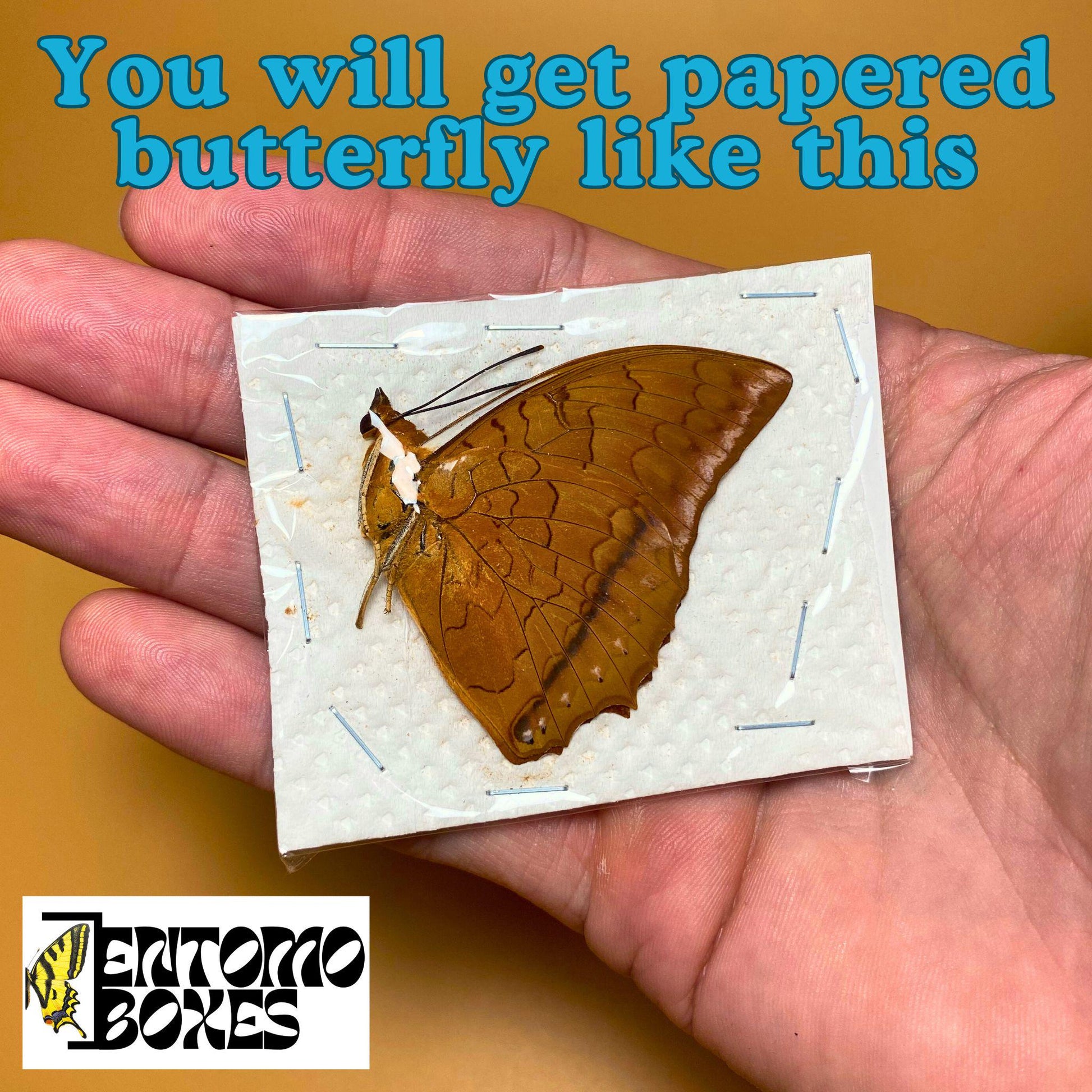 Charaxes distanti sale