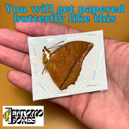 Charaxes distanti sale