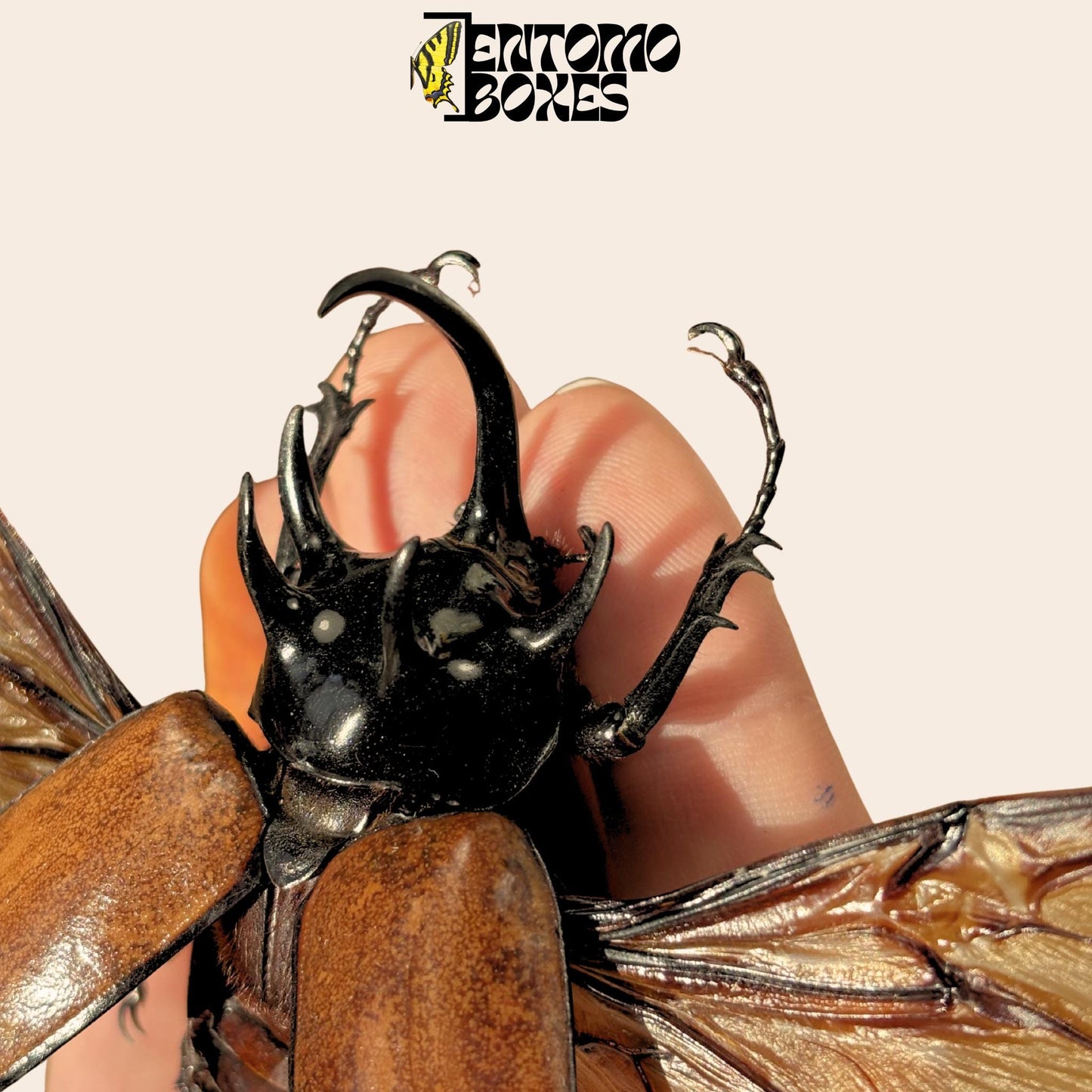 Eupatorus gracilicornis pinned male with opened wings