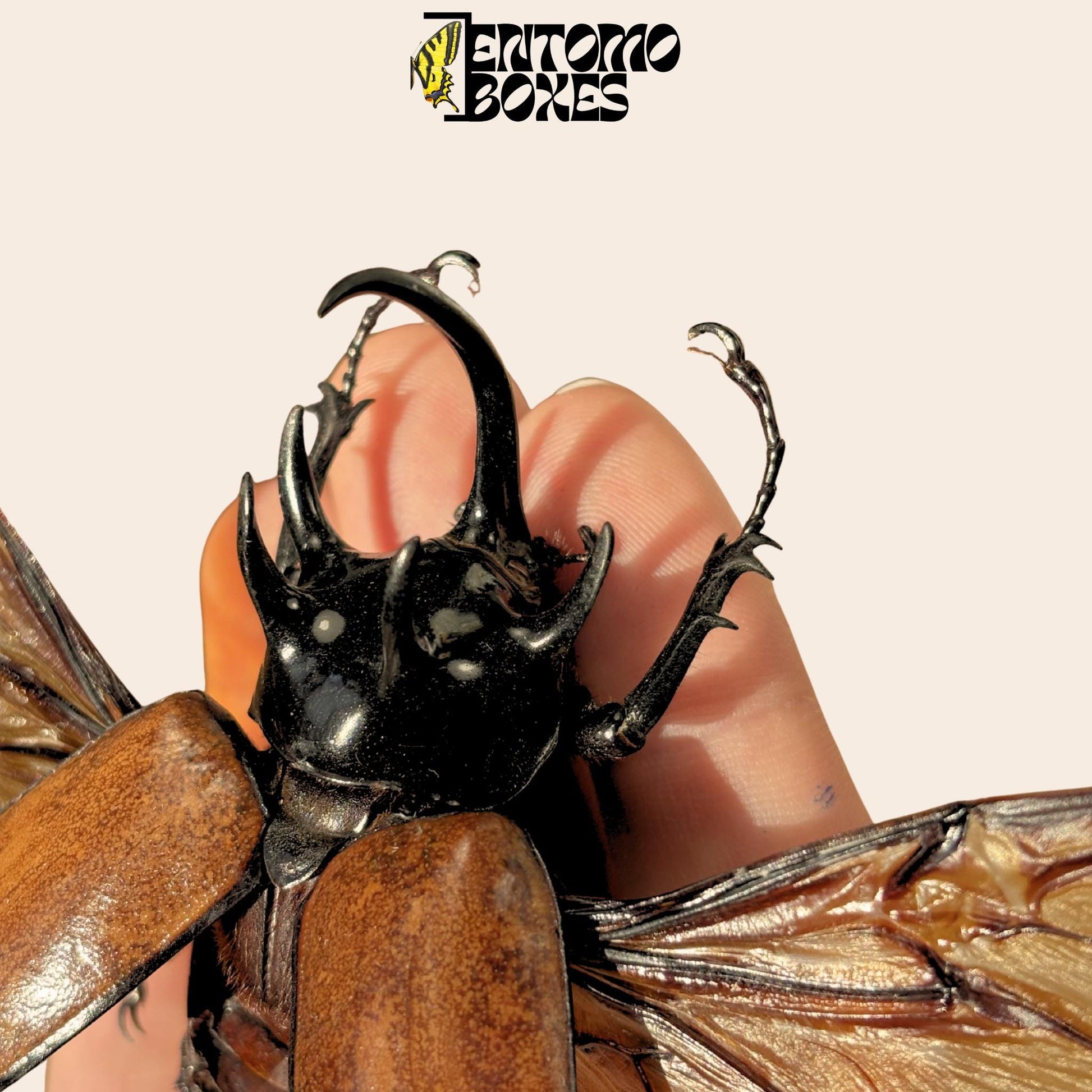 Eupatorus gracilicornis pinned male with opened wings