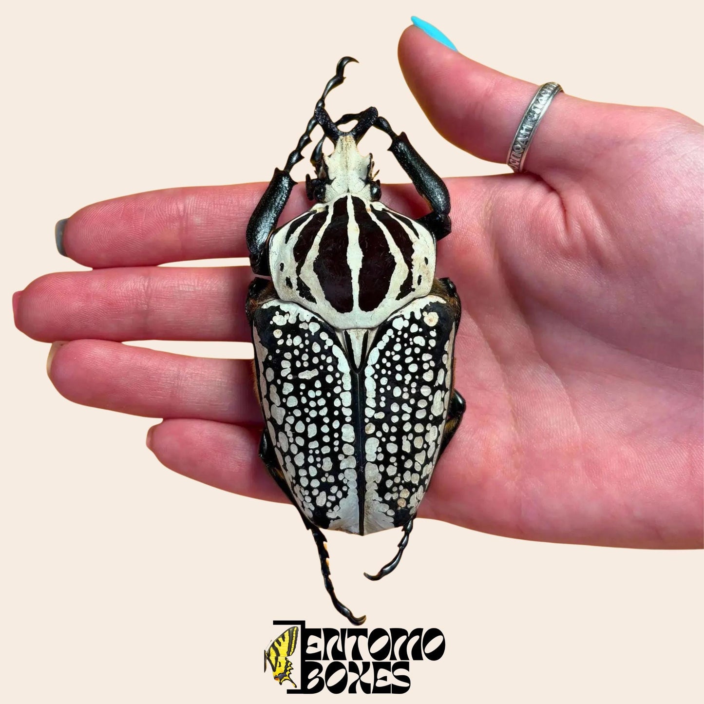 goliathus meleagris male