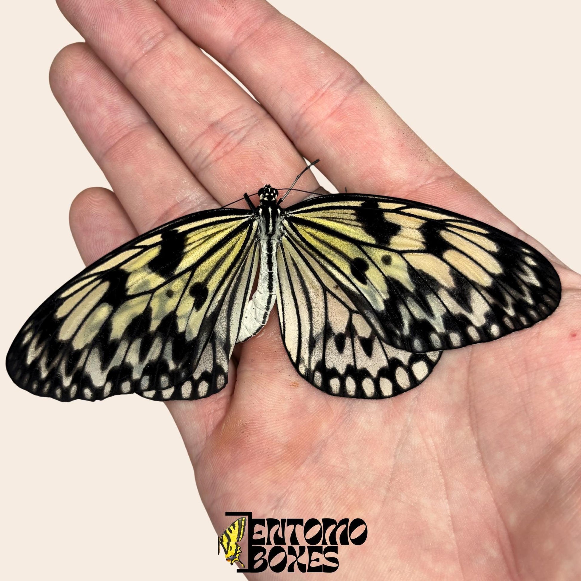 Idea leuconoe Papierdrachenschmetterling in der Hand gehalten, große weiße Flügel mit schwarzen Flecken, nachhaltig bezogen