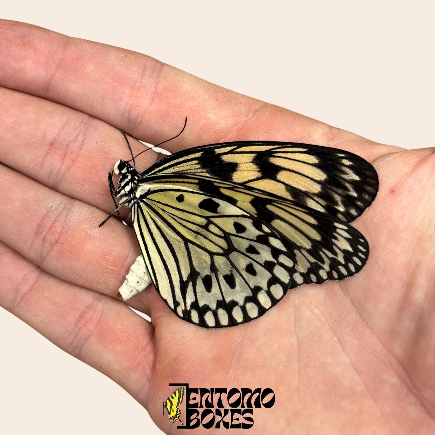 idea leuconoe Schmetterling auf hand mit geschlossenen Flügeln