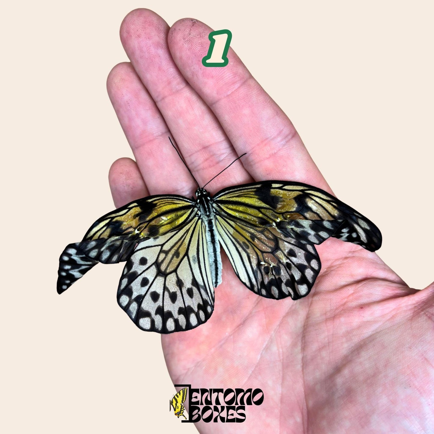 echter Idea leuconoe paper kit tropisch Schmetterling Exemplar Sammlung Taxidermie Entomologie