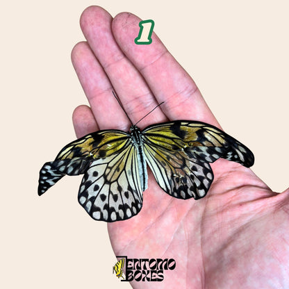 echter Idea leuconoe paper kit tropisch Schmetterling Exemplar Sammlung Taxidermie Entomologie