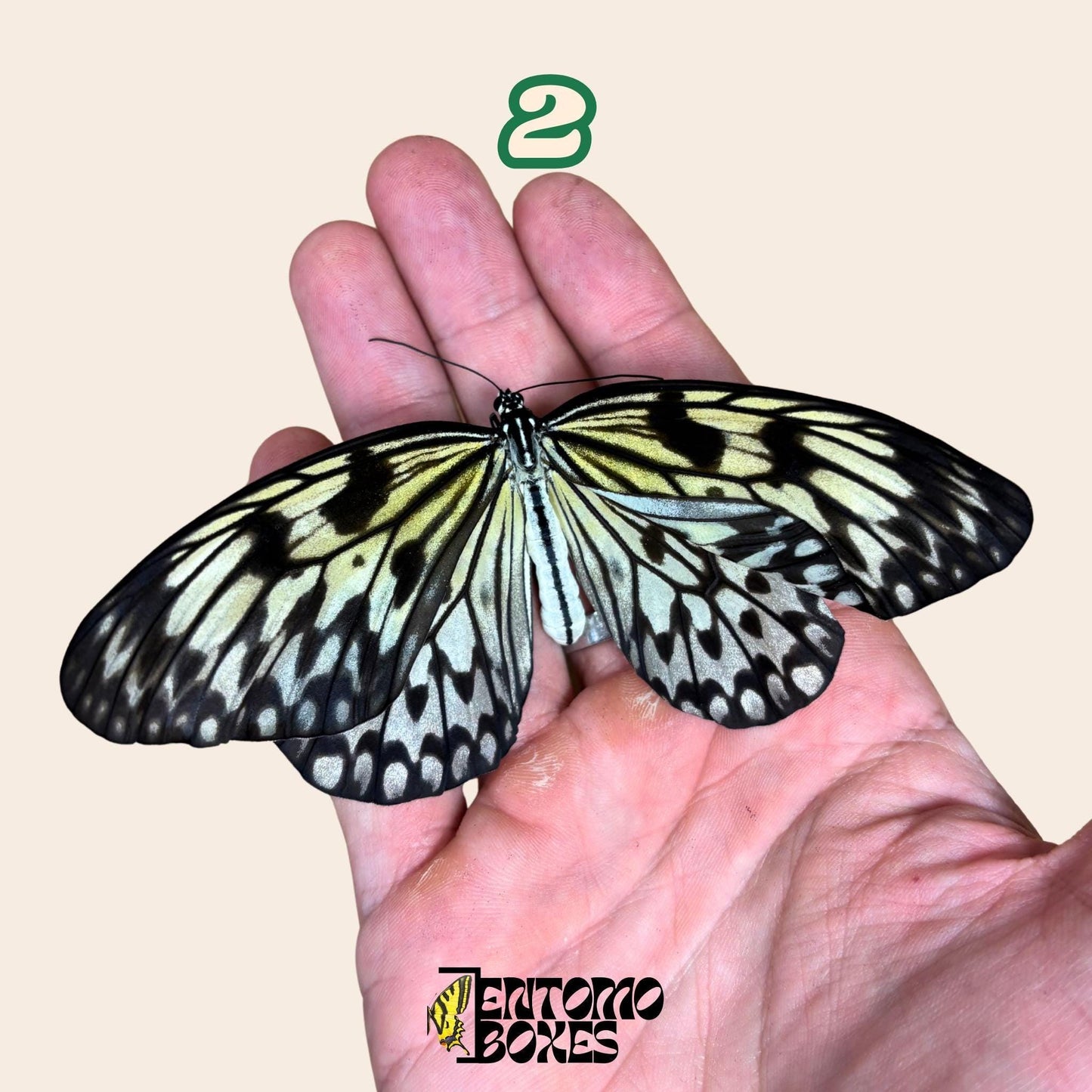 echter Idea leuconoe paper kit tropisch Schmetterling Exemplar Sammlung Taxidermie Entomologie