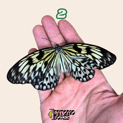 echter Idea leuconoe paper kit tropisch Schmetterling Exemplar Sammlung Taxidermie Entomologie