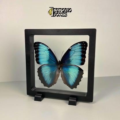 blue morpho butterfly in transparent frame