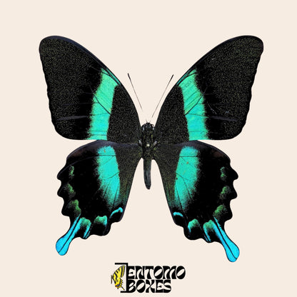 Peacock Swallowtail pinned butterfly