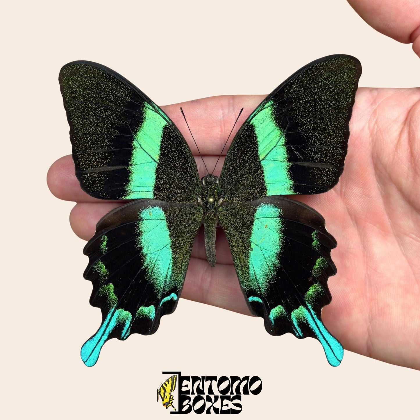 Papilio blumei Swallowtail pinned butterfly