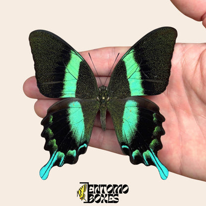 Papilio blumei Swallowtail pinned butterfly