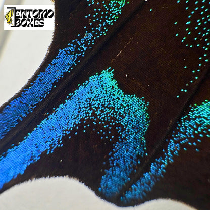 papilio blumei wing scales closeup