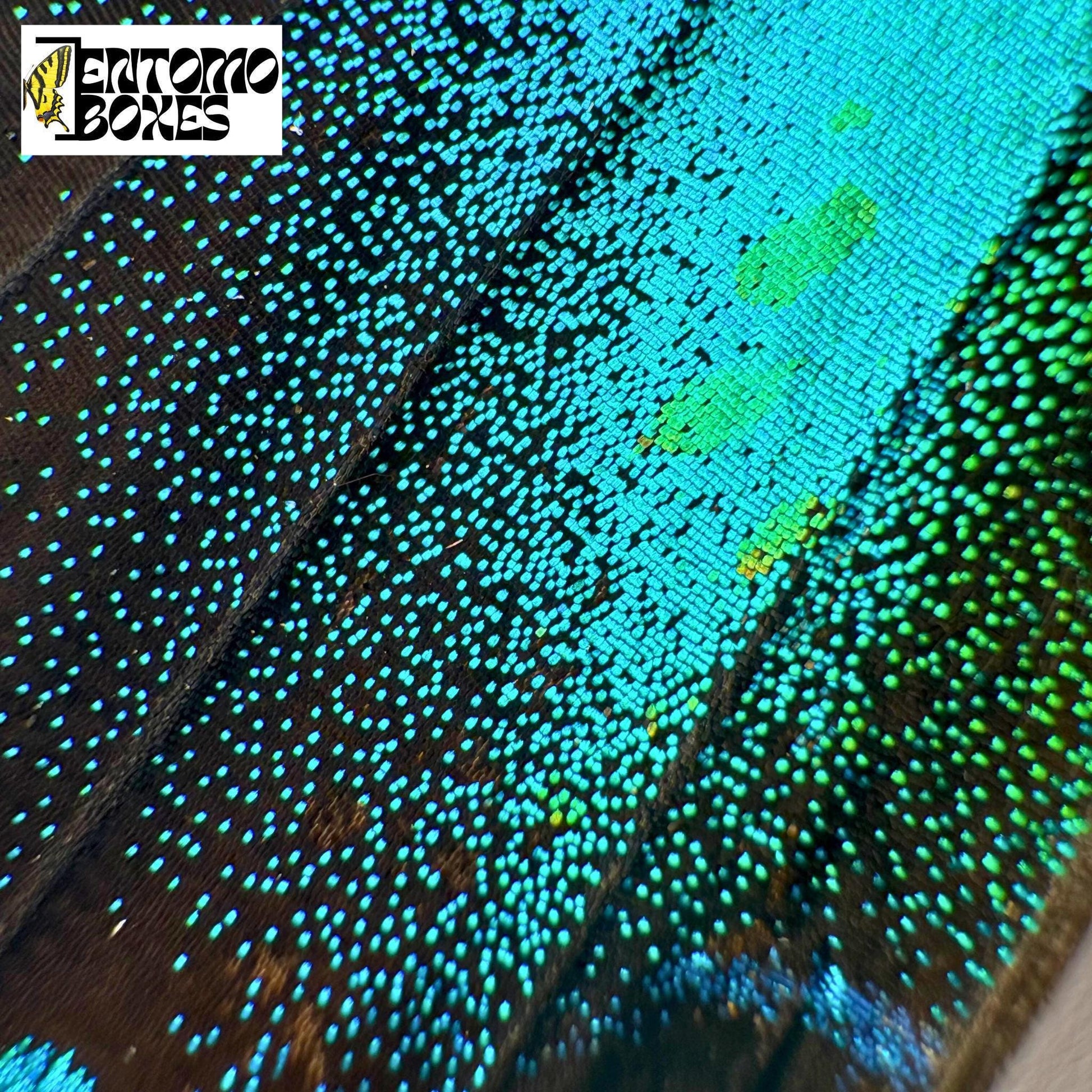 papilio blumei wing scales closeup
