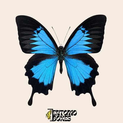 papilio ulysses male butterfly on pin