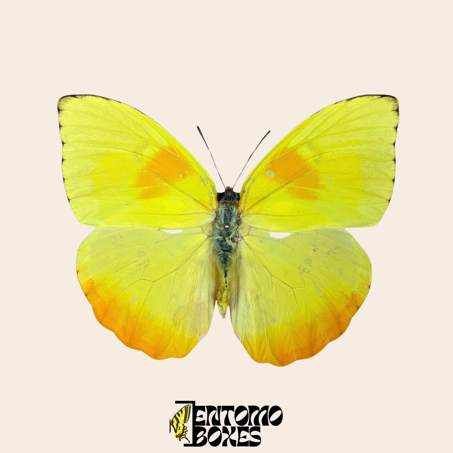 pinned Phoebis philea tropical butterfly