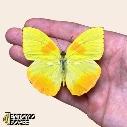 pinned Phoebis philea tropical butterfly