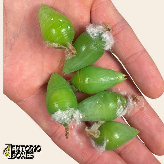 Morpho helenor Chrysalis (lebendig) – NUR EU!!!