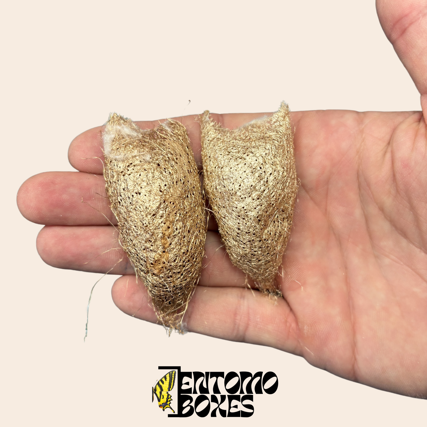 Ceranchia apollina Kokons — Nur EU