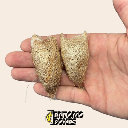 Ceranchia apollina Kokons — Nur EU