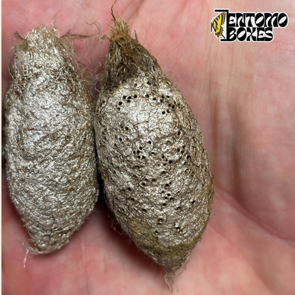 Zwei Argema mimosae Kokons, silbrig glänzende perforierte Seidenkokons in der Hand zum Größenvergleich