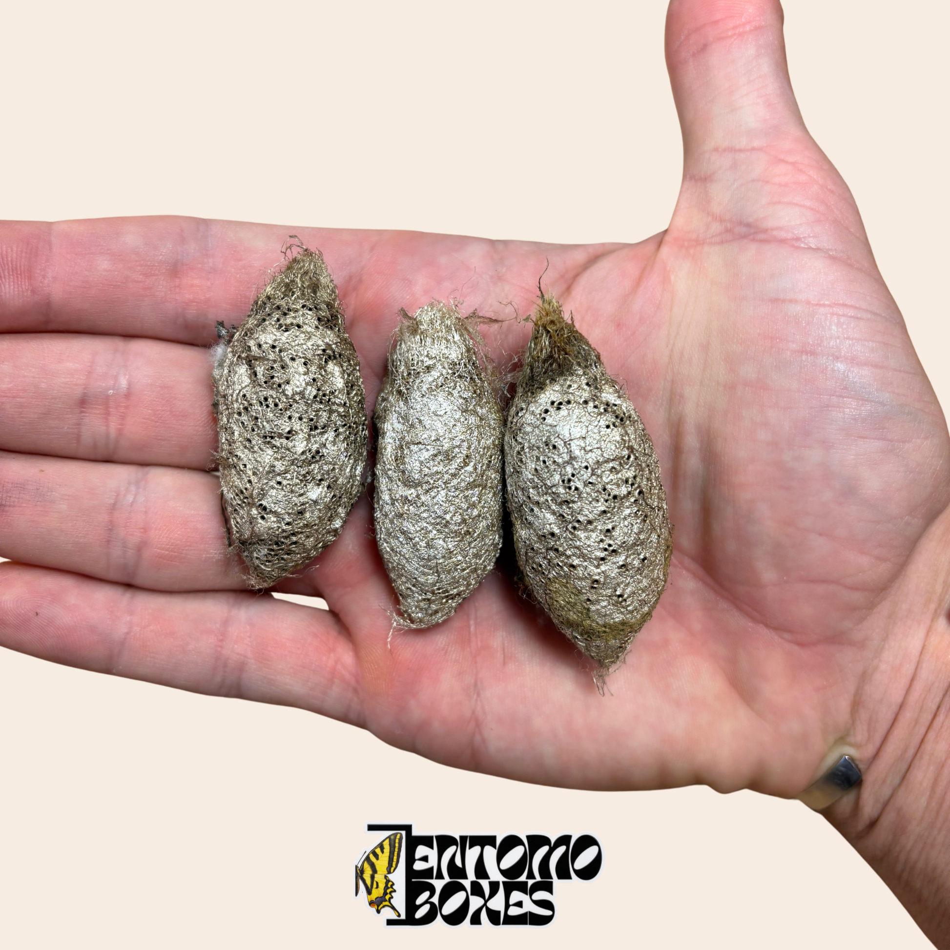 Drei Argema mimosae Kokons in der Handfläche, zeigen die natürliche Größe und die perforierte Kokonstruktur