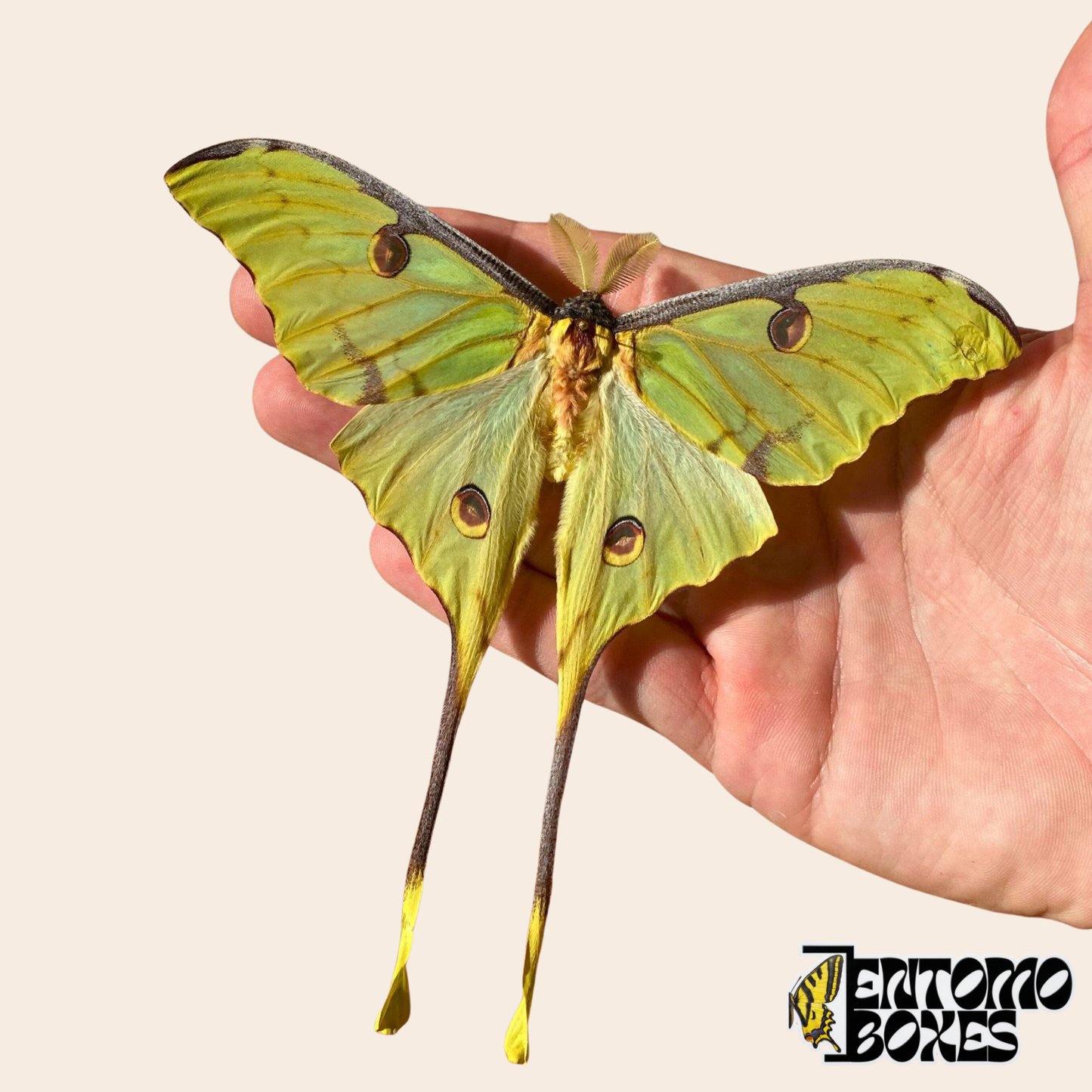 Argema mimosae Afrikanischer Mondspinner mit ausgebreiteten Flügeln, Augenflecken und Schwänzen sichtbar