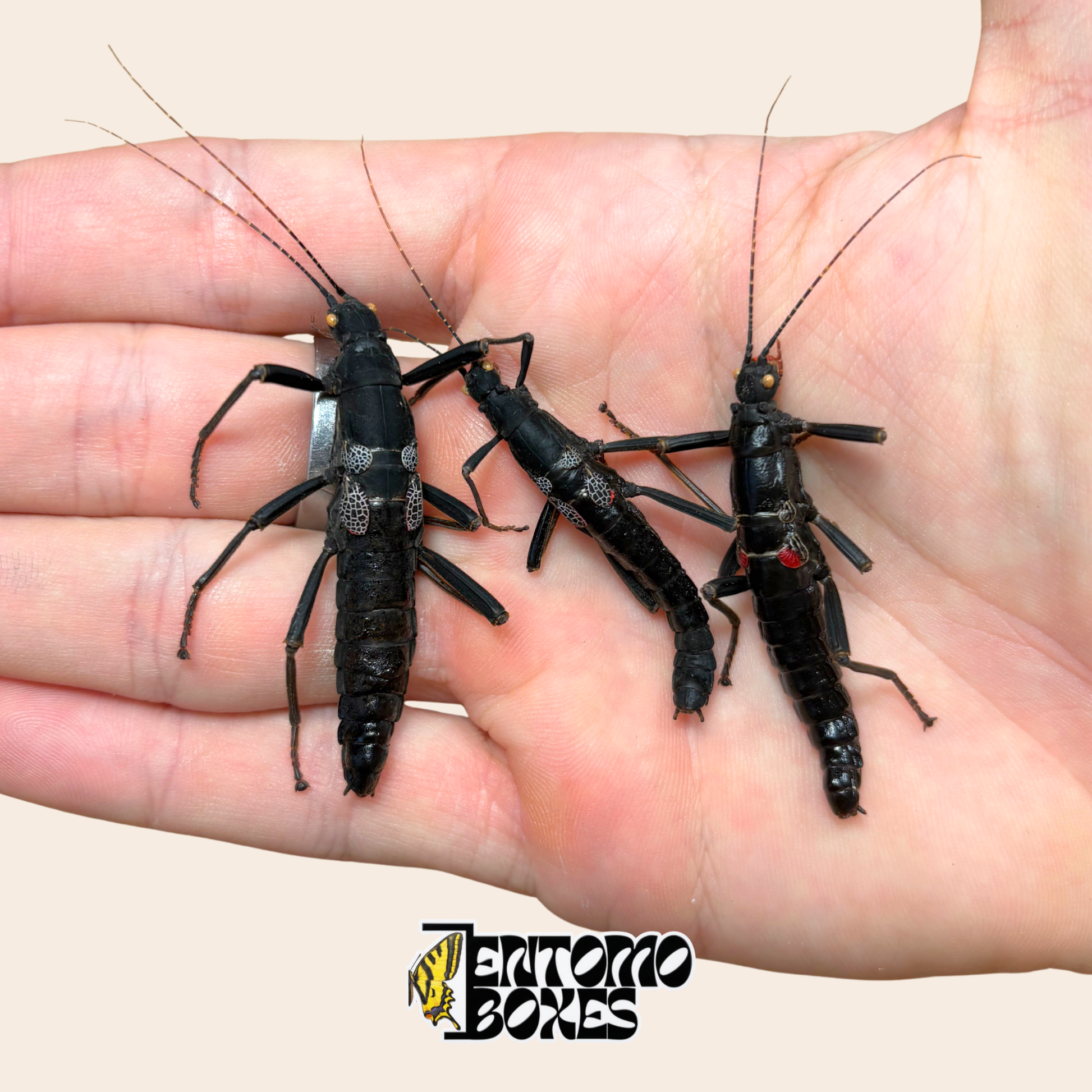 Drei getrocknete Peruphasma schultei Präparate, Black Beauty Gespensterschrecken, in der Hand zum Größenvergleich