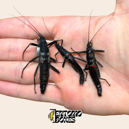 Drei getrocknete Peruphasma schultei Präparate, Black Beauty Gespensterschrecken, in der Hand zum Größenvergleich