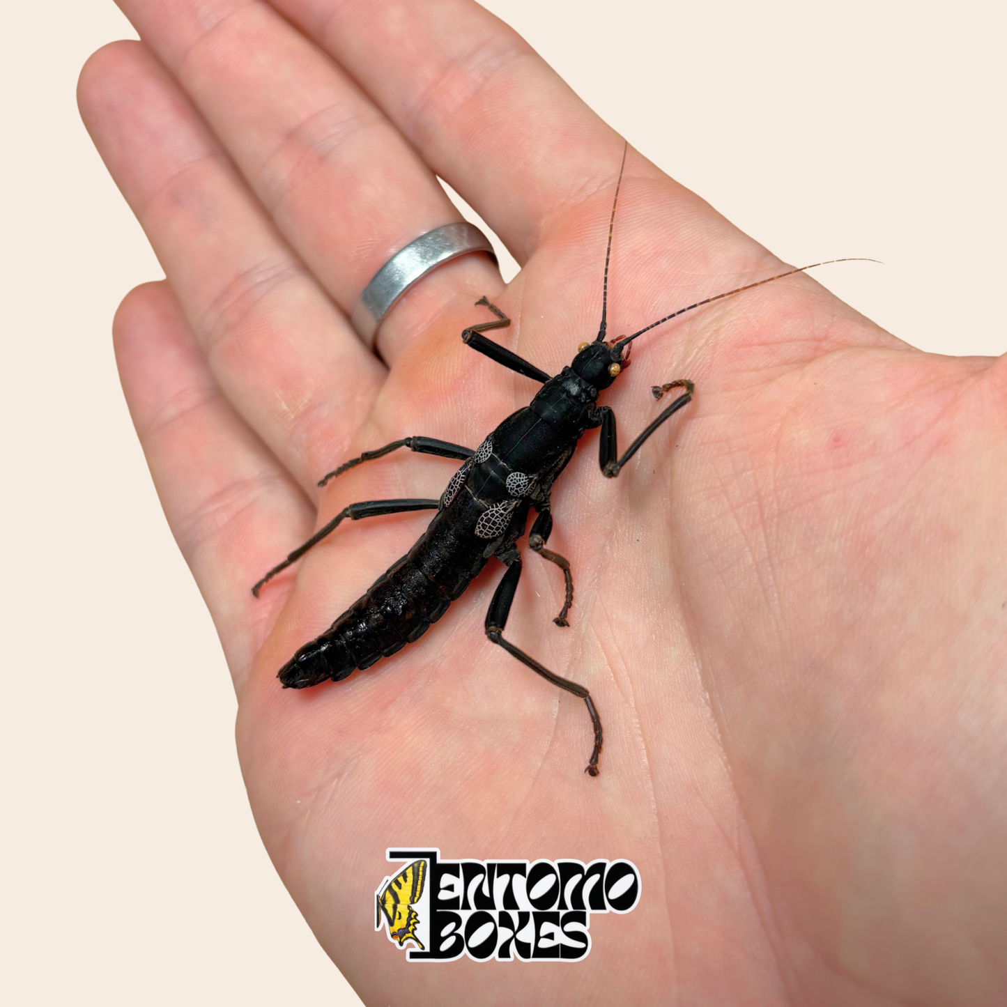 Getrocknetes Peruphasma schultei Präparat, Black Beauty Gespensterschrecke, mit glänzend schwarzem Körper und hellen gesprenkelten Zeichnungen
